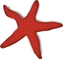 Red Starfish drawing