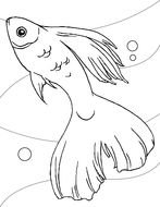 gold Fish Coloring Page drawing