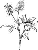 alfalfa as a picture for clipart