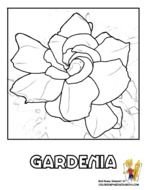 Coloring Flower Page 12 Top Ten Flowers