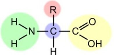 Essential Amino Acid N3
