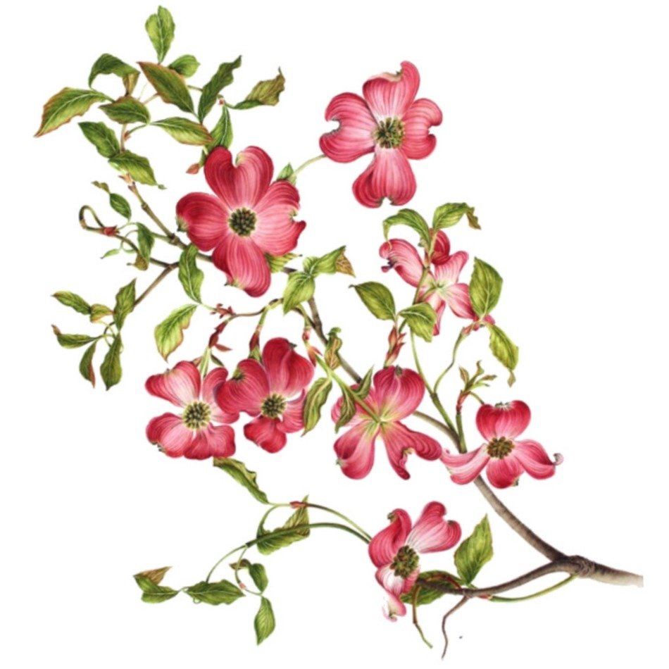 clipart of the pink flowers on a branches