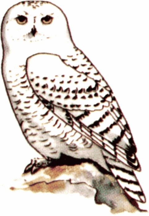Animal Caribou Polar Bear Snowy Owl