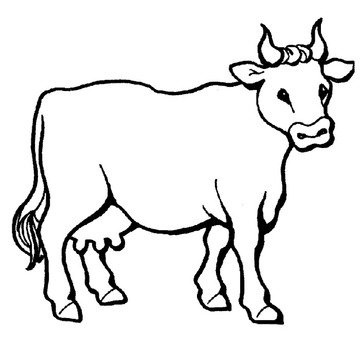 Dibujos Para Colorear De Vacas Bos Taurus Ganado Bovino Plantillas