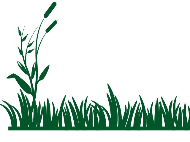 Grass Hill Panda Free Images N3