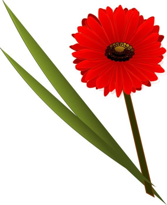 red gerbera on the stem as a picture for clipart