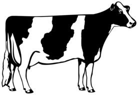 black and white cow on a white background