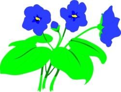 blue exotic flowers