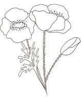 Coloriage Dun Coquelicot T&amp;234te &amp;224 Modeler