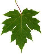 isolated green maple leaf