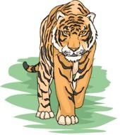 Tiger N50