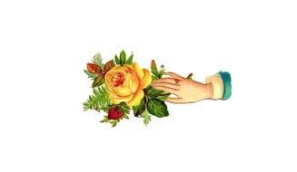hand drawn and yellow rose