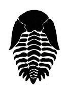 black silhouette of trilobite