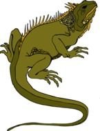 Lizard Pictures To Pin On Pinterest