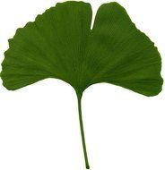 green Biloba drawing