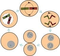 mitosis cycle symbol