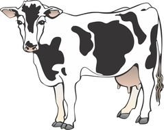 white cow with black spots on a white background
