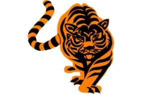Tiger Walking Forward Looking Aggressive Vector