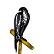 bird on a wooden stick in the dark