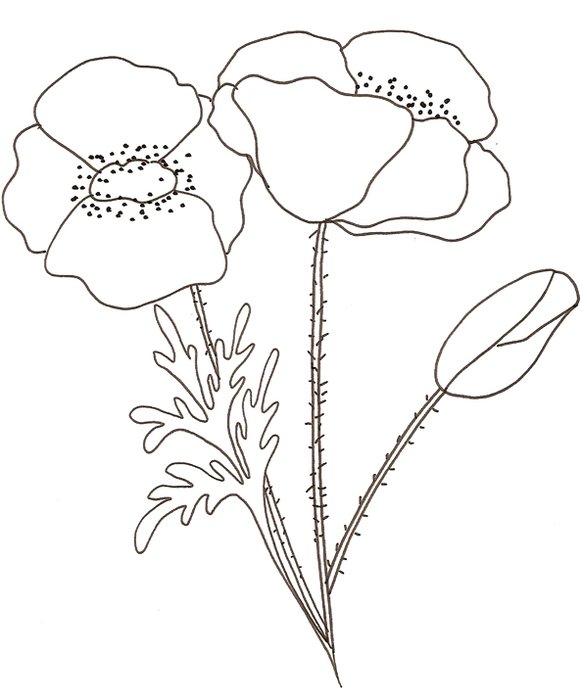 Coloriage Dun Coquelicot T&234te &224 Modeler