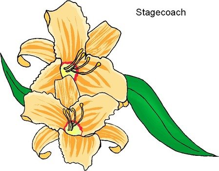 drawing of yellow lilies with green leaves