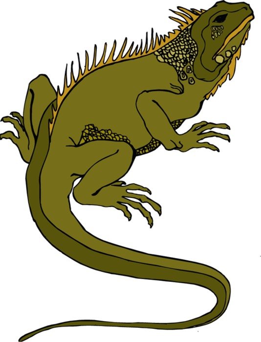 Lizard Pictures To Pin On Pinterest