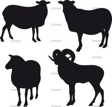 Photo Sheep Silhouette Image 2544735