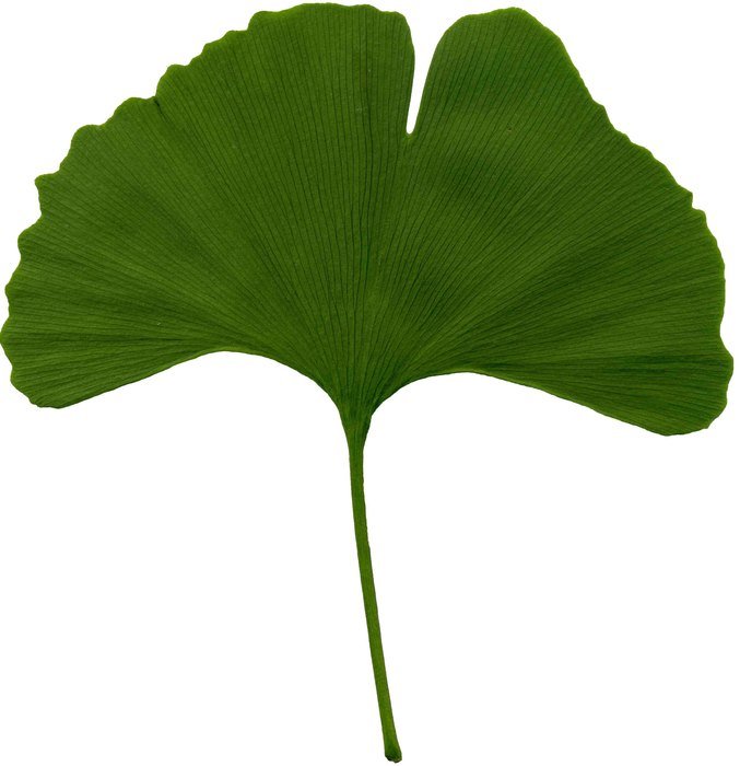 green Biloba drawing