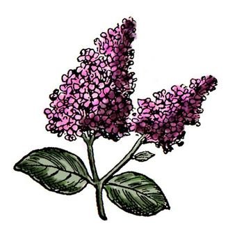 Cartoon Flowers Lilac Http karenswhimsycom public Domain
