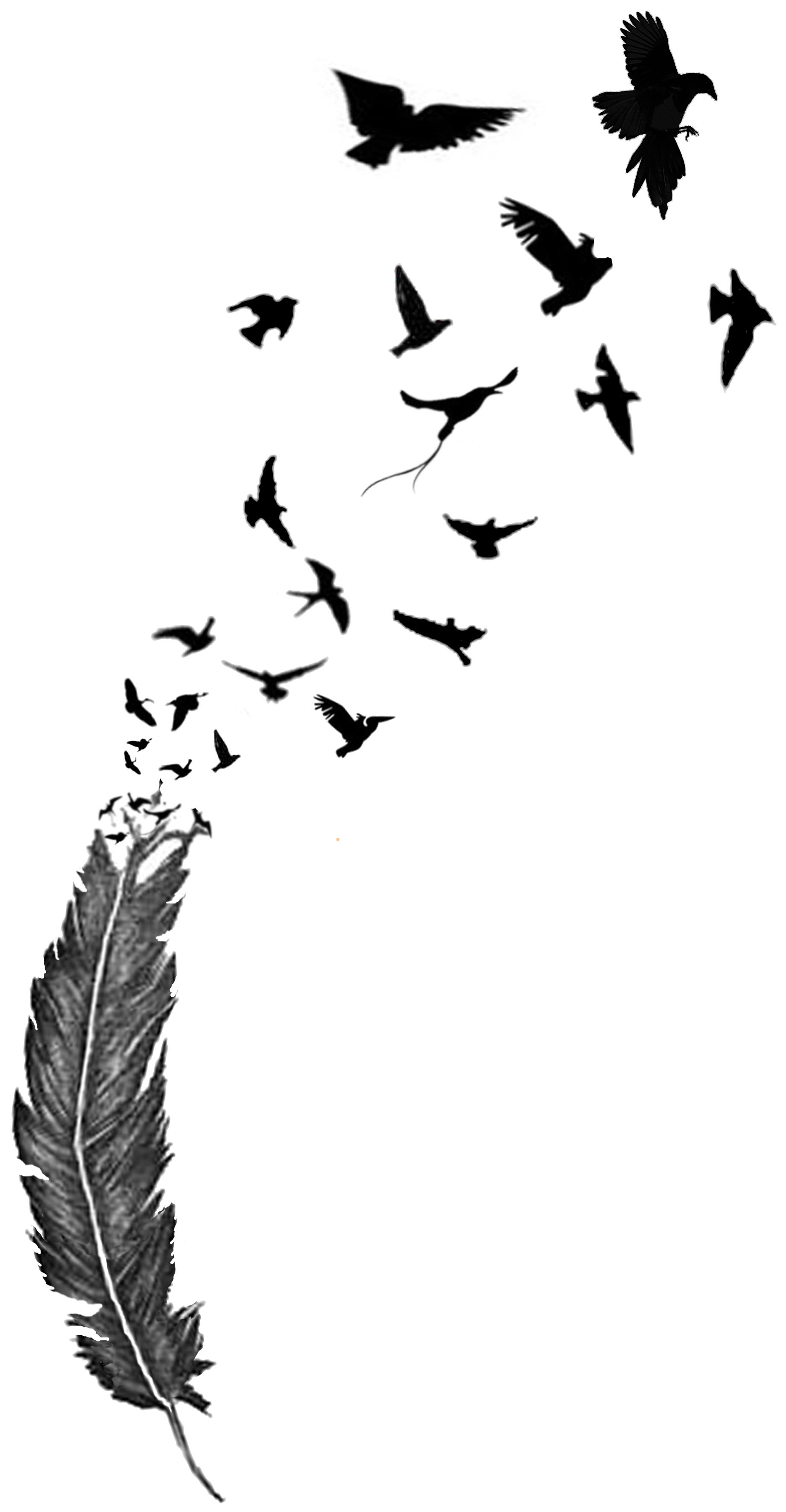 Flock of birds flying out Feather, drawing free image download