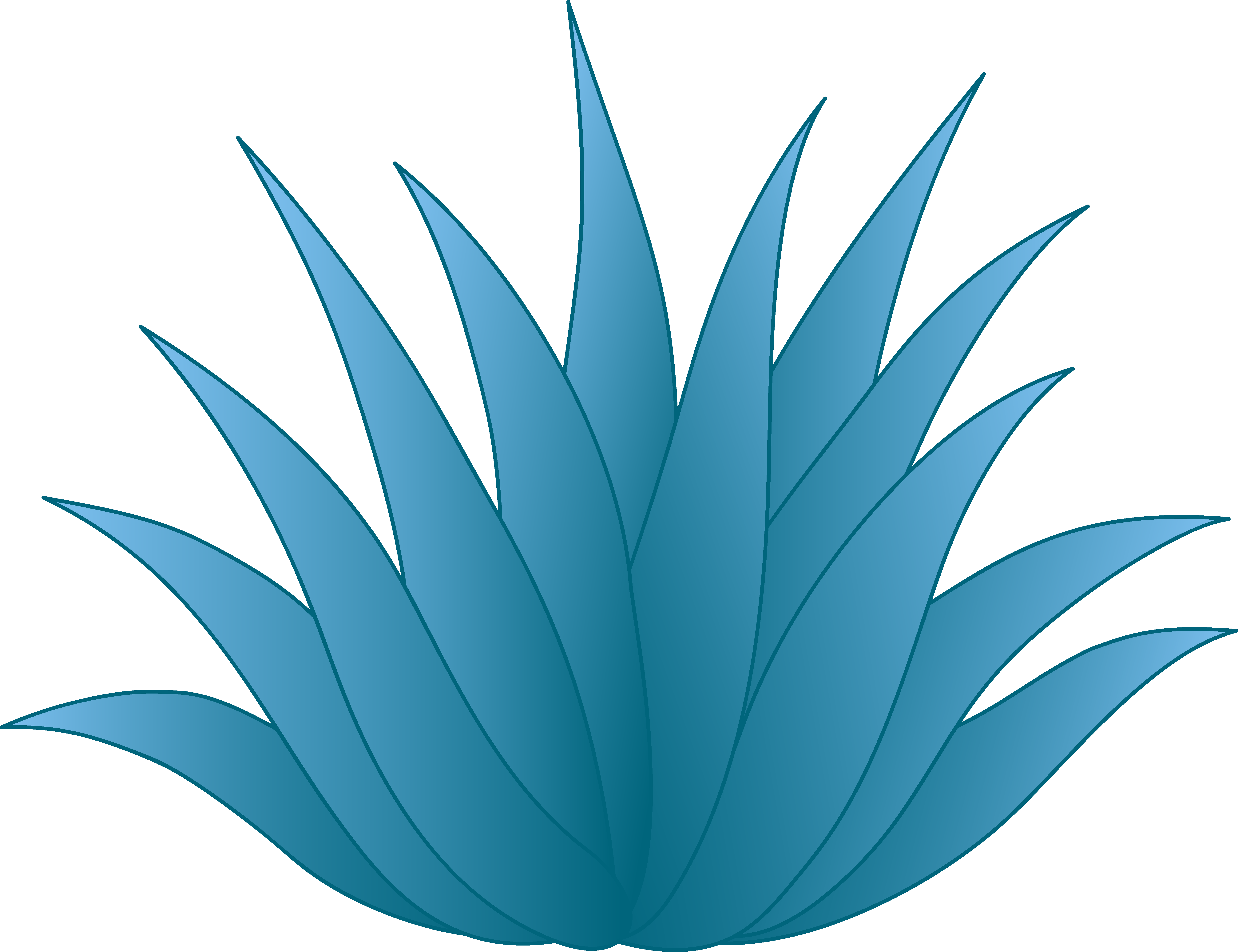 Succulent Agave Drawing Free Image Download