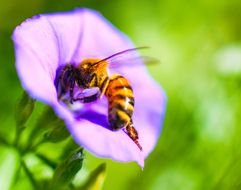 wasp on a purple flower on a green background