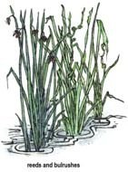 drawing of green cane in the waters