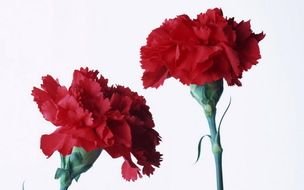 two red Carnations, Hd Desktop Wallpaper