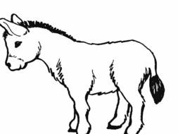 painted white donkey in coloring book
