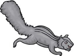 gray running squirrel as a picture for clipart