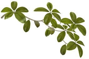 Branch with the green leaves clipart