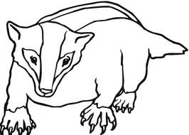 black and white drawing raccoon
