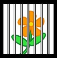 Jail Bars Png Flower Behind