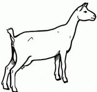 painted black and white goat