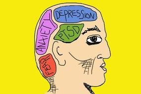 zones in the human head as a picture for clipart
