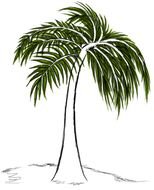Shade Tree drawing