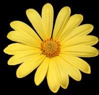 Yellow daisy flower clipart