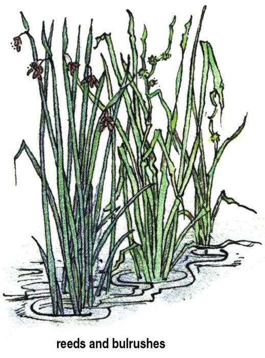 drawing of green cane in the waters