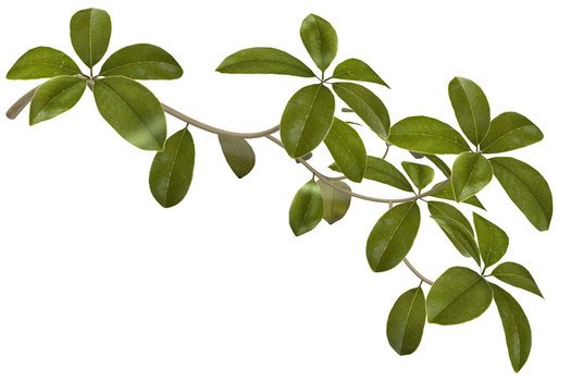 Branch with the green leaves clipart
