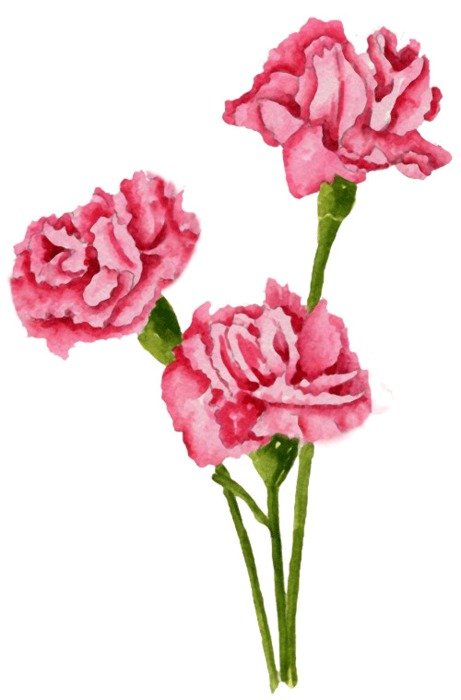 carnation N6