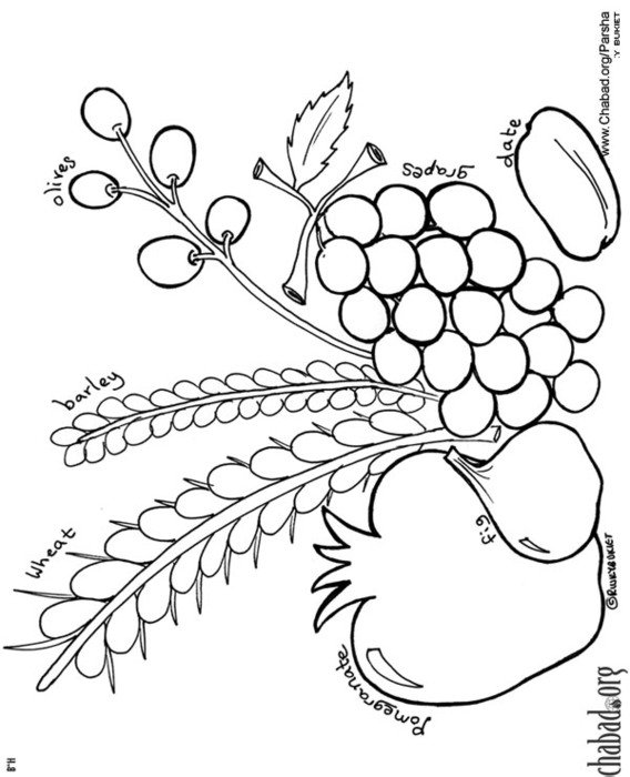Leche Coloring Page Parshah Book Click