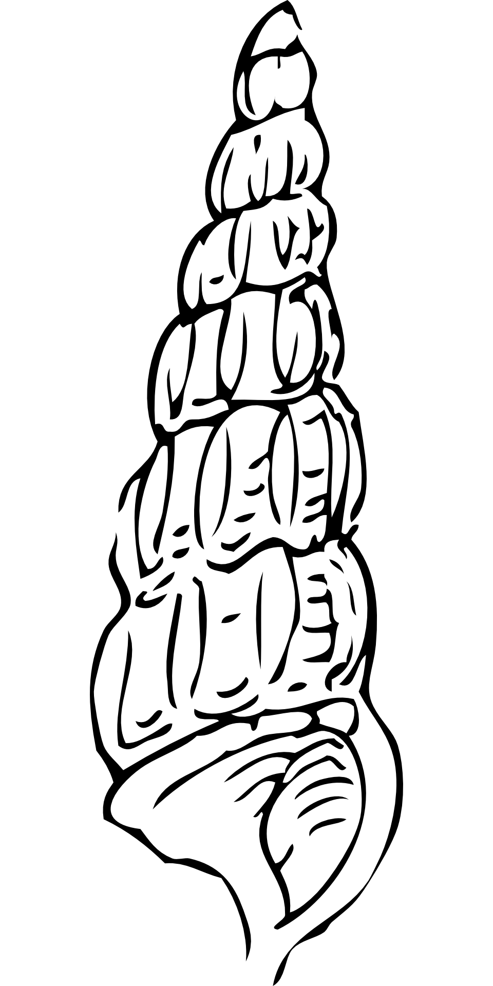 Shell of Common American Auger snail, drawing free image download