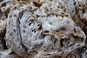 coastal wood closeup