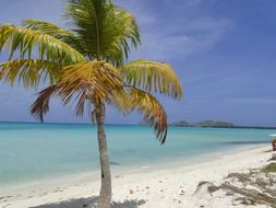 Palm tree on the shore